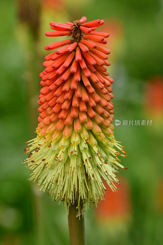 刀柄花/火炬百合花